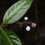 Psychotria deflexa Fiore
