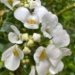 Iberis semperflorens Flor