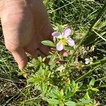 Rhexia virginica Blodyn