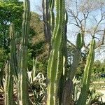 Cereus jamacaru পাতা