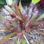 Neoregelia farinosa Costuma