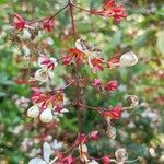 Clerodendrum laevifolium Žiedas