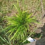 Carex pseudocyperus Leaf