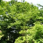 Eriobotrya japonica Libunga