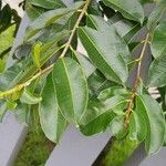 Lafoensia pacari Leaf