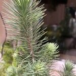 Pinus cembroides Yaprak