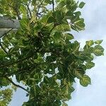 Erythrina variegata Folla