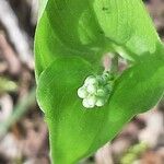 Maianthemum bifolium Flor