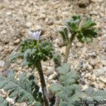 Phacelia affinis موطن