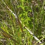 Inula salicina Libunga