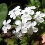 Plumbago zeylanica Flower