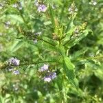 Veronica catenata Blomma