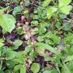 Pyrola asarifolia फूल