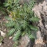 Galactites duriaei Likasa