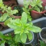 Ocimum tenuiflorumList