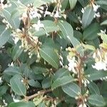 Osmanthus delavayi Levél