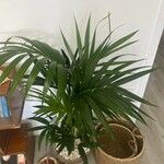 Howea forsteriana Hoja