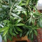 Dracaena angustifolia Deilen