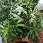 Dracaena angustifolia Fulla