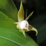 Prosthechea pygmaea Kvet
