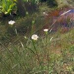 Sida linifolia Sonstige