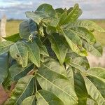 Talisia esculenta 葉