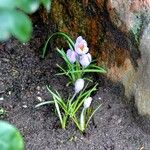 Crocus vernus Blomma