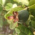 Feijoa sellowianaFruchs