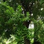 Podocarpus totara पत्ता