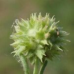 Valerianella discoidea Flower