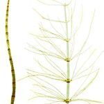 Equisetum fluviatile Blad