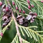 Chamaecyparis lawsoniana Frucht