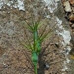 Aegilops geniculata Fruto