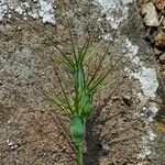 Aegilops geniculata Fruit