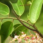Hylodendron gabunense Flor