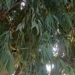 Eucalyptus globulus List