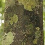 Oxandra asbeckii Corteza