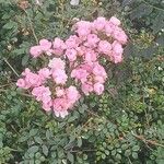Rosa abietina Virág