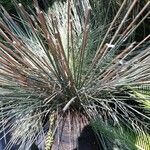 Yucca elata Blad