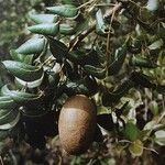 Swietenia mahagoni Плод