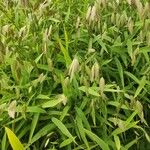 Chasmanthium latifolium Habit