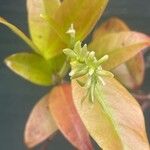 Trachelospermum jasminoides Blomst