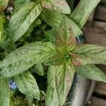 Epilobium alpestre Deilen