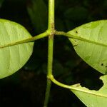 Chrysochlamys glauca Hoja
