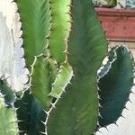 Euphorbia bussei