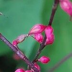 Persicaria virginiana Flor