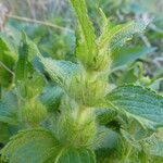 Phlomis herba-venti Arall