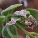 Aeollanthus densiflorusFlower