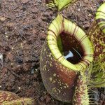 Nepenthes mirabilis Fuelha