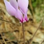 Cyclamen hederifoliumVirág